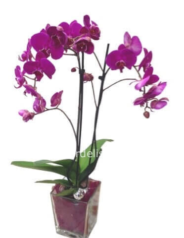 Phalenopsis con vaso e confezione