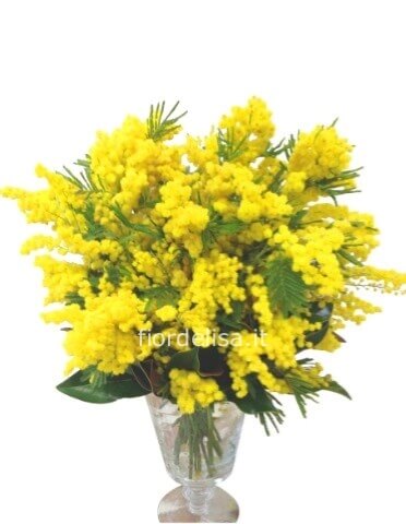 Bouquet di solo mimosa