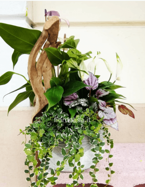 Composizione di piante da interno