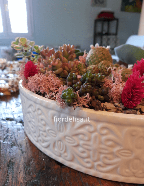 Composizione di piante grasse e succulente