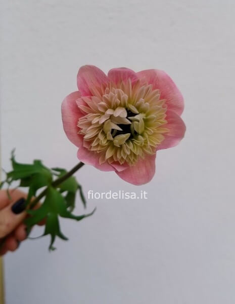 Allestimento floreale