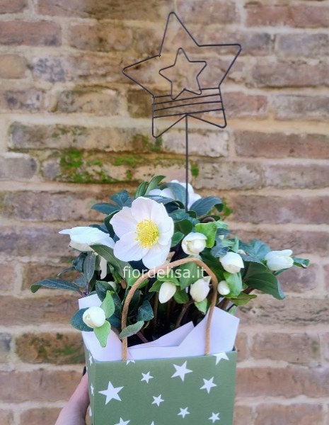 Helleborus con stellina in box di carta carta 