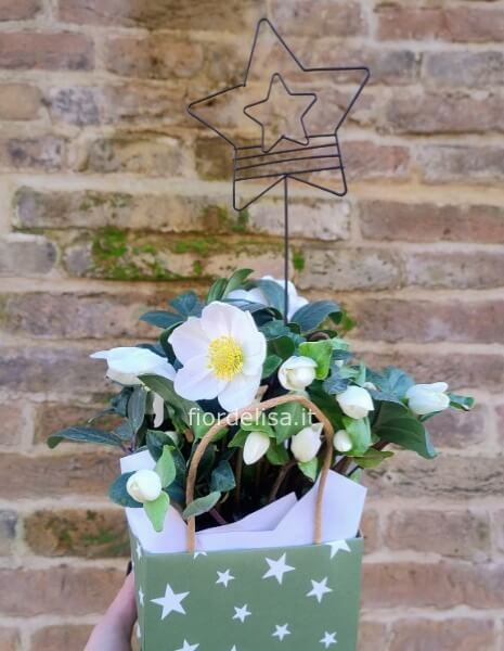 Helleborus con stellina in box di carta carta