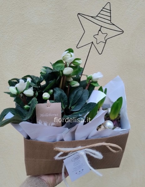 Composizione di piante Natalizie 