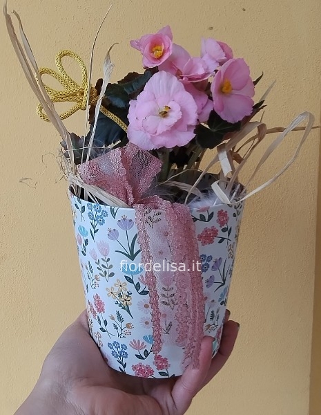 Begonia in vaso